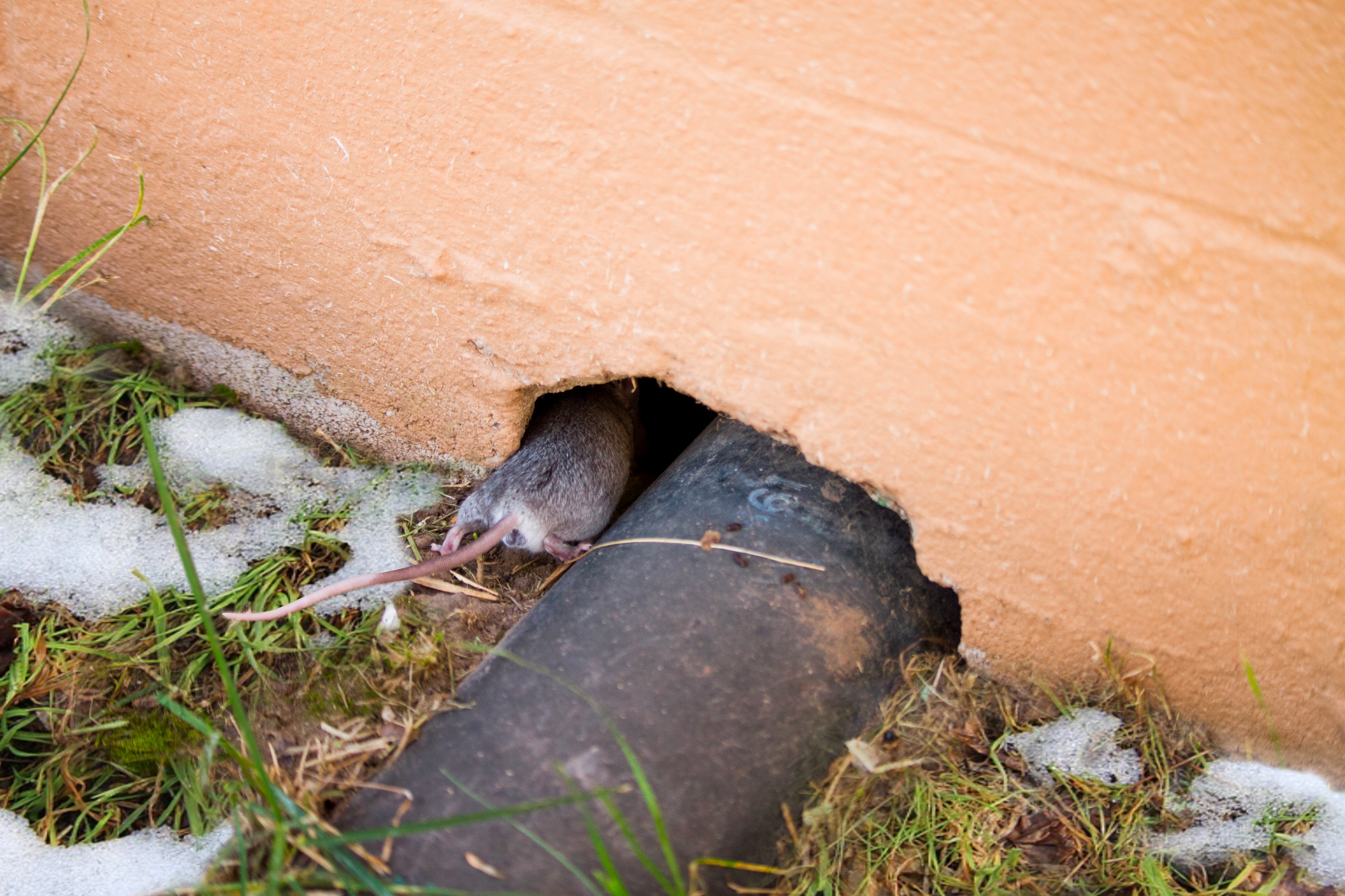  kou-jaagt-muizen-naar-binnen